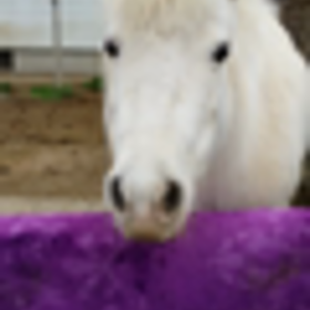 可愛いオーちゃん♡の画像