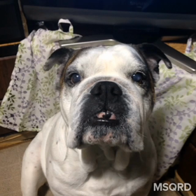 小梅の腫瘍の画像