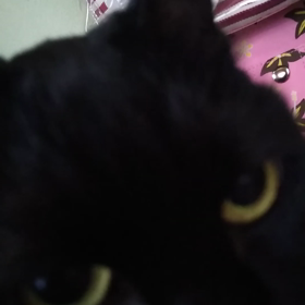 またまた  ぐっちゃんの変化の画像