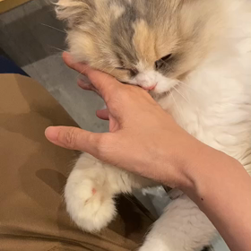 姫ちゃんの画像