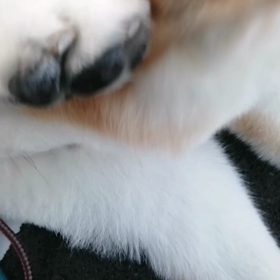 未来丸ゴロ寝大作戦‼️要するにヤル気無し‼️最後にキツ～く叱るとしっかり歩きます。平和な朝の画像