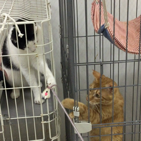 お隣さん同士仲良くおもちゃシェアの画像