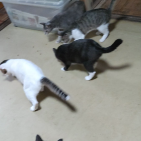 赤いのなーんだの画像