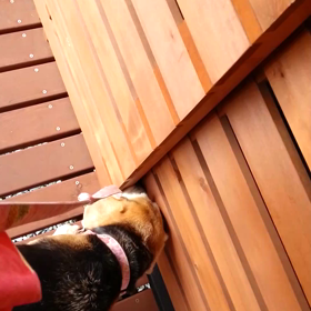 猫がいたのよの画像