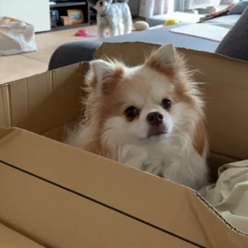 ワンコの性格の画像