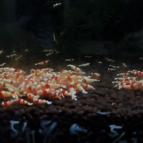【集まりは秒速】レッドビーシュリンプの画像