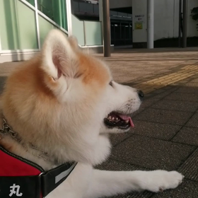 昨日はまる二年ぶりに未来丸を訪ねてくれた郵便局員さんに大はしゃぎだった未来丸。は忘れないたねの画像