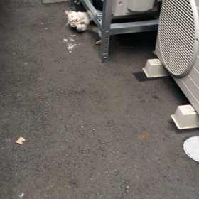 チビテックの画像