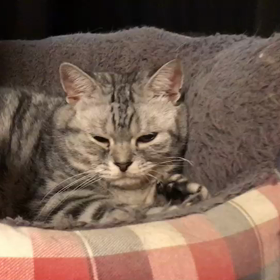 おやすみタマの画像