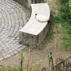 今日のヨーコオノとリスの画像