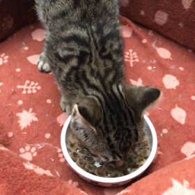 おはようごんちゃんの画像