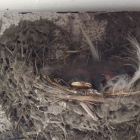 ツバメの巣⑥の画像