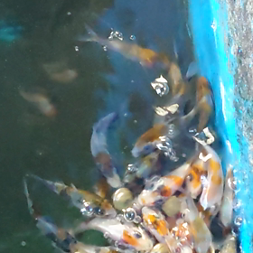 玉ころがしから変更の画像