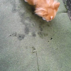 爆笑動画…(*≧∀≦*)の画像