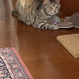 こころちゃんのストレス発散の画像