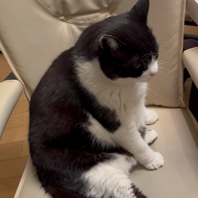 しゅしゅもお正月で太っちゃった？の画像