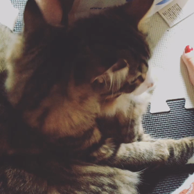 猫が首を傾げる動作の真相は？の画像