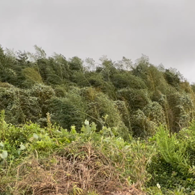 台風１４号通過　の画像