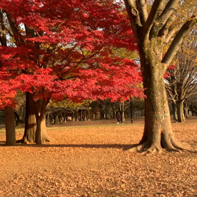 12月10日11わんこと2時間遠足　代々木公園表参道の画像