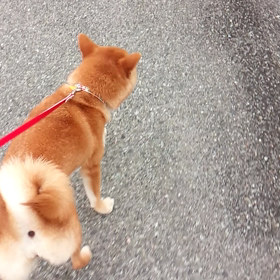 朝のお散歩！の画像