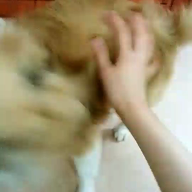 コテツくん！パート２の画像