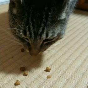 ヒルズの治療食を10粒食べるようになりましたの画像