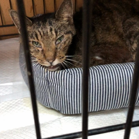 今朝のまるちゃんレン君の画像