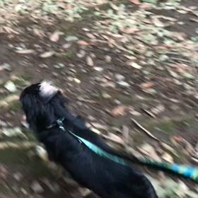 ♪お散歩動画♪代々木公園♪の画像