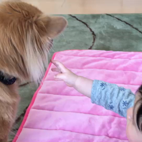 ベビちゃん&わんこの画像