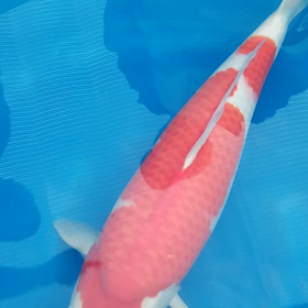 やかましい！！！の画像