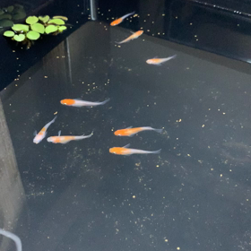 一週間経過の画像