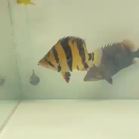 シャムタイガーも入りますよ！！の画像