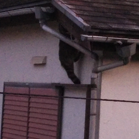 お隣の屋根裏の住人～ハクビシンの画像