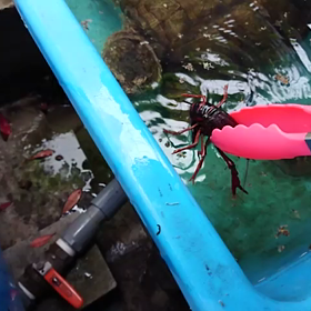 ワニガメの餌やり カメ大好きおっさんブログ