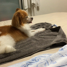 肥満細胞腫　経過　9/3の画像