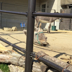 ゴロゴロゴローランド(^^)の画像