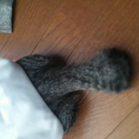 シッポ…☆の画像