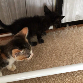 桜子ちゃん、しおちゃん❤️の画像