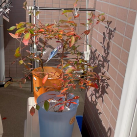 気持ちの良い秋の朝の画像