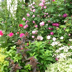 夏の思い出♪の画像