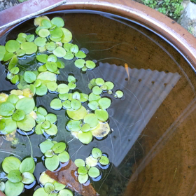 新型コロナウイルスにダチョウ抗体おすすめ(◍•ᴗ•◍)❤の画像