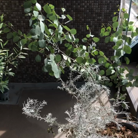 おはようございます☀︎の画像