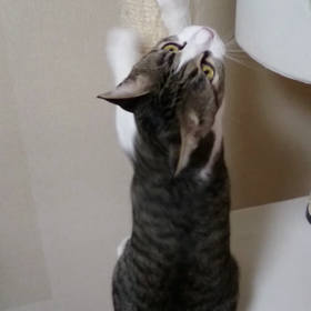 ◆爪とぎ(*ΦωΦ)の画像