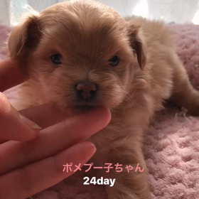 ポメプー子ちゃん♡募集開始の画像
