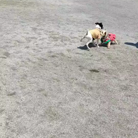 おめでとうの画像