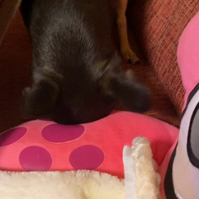 もはや音楽家❤️の画像