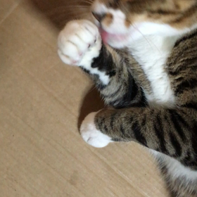 きじおくんプロフィールの画像