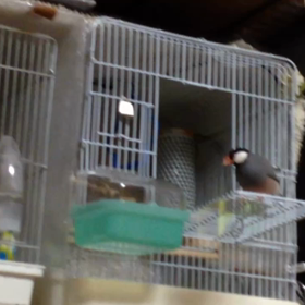 鳥種を越えた…の画像