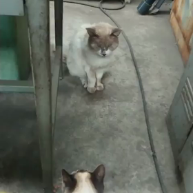 猫が威嚇！・・・だよね？の画像