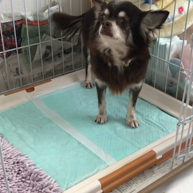 新入りキャンディ❣️の画像